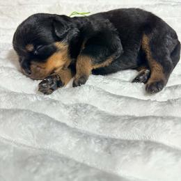Lime Green Girl - Black and mahogany female Rottweiler puppy in Humble, Texas from Inexorable Haus Early Rotts