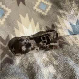Girl 4 - Dapple female Dachshund puppy in Stilwell, Oklahoma from Rose’s Piney Creek Dachshunds