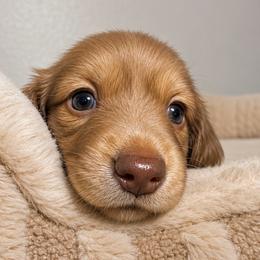 Brooke - Piebald female Dachshund puppy in Gold Canyon, Arizona from Silverking Kennels