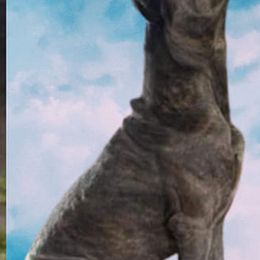 Cane Corso from Rhode Island Cane Corso