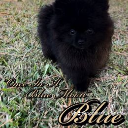 Pomeranian Puppies from Silver’s Reigning Heir Poms
