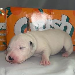 Crush - White and black female Dalmatian puppy in Des Moines, Iowa from Spot Splattered Dalmatians