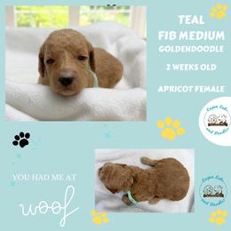 Skye: Teal Collar - Apricot female Goldendoodle puppy in Raceland, Louisiana from Cajun Doodles