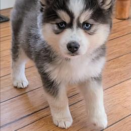 Echo - Blue female Pomsky puppy in Charlotte, Michigan from Moore Pomskies