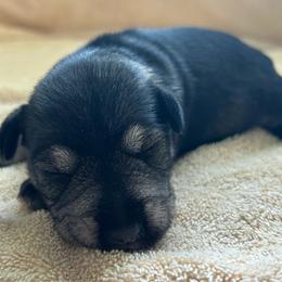 Girl 1 - Salt and pepper female Miniature Schnauzer puppy in Woodburn, Kentucky from Southern Kentucky Schnauzers