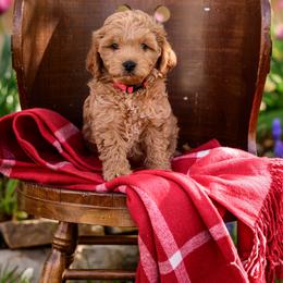 Swoop - Apricot male Cavapoo puppy in Centerville, Utah from Beehive Fur Friends