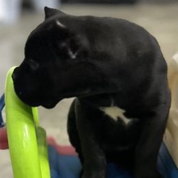 LIGHT BLUE COLLAR Girl 7 - Black Cane Corso puppy in Mercer, Pennsylvania from Midnight Cane Corso USA
