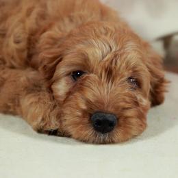 White Girl Cavadoodle - Red phantom female Assorted Doodle Crosses puppy in Colonial Beach, Virginia from Bristol Mine Kennels