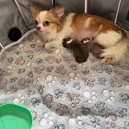 Gia - Chocolate and white female Chihuahua puppy in South Charleston, Ohio from Fine Whines & Lickers