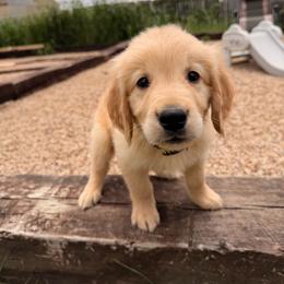 Boy 4 Yellow - Dark golden male Golden Retriever puppy in Joshua, Texas from 3 Gun Retrievers