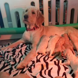 Goldendoodle Puppies from Masondixondoodles