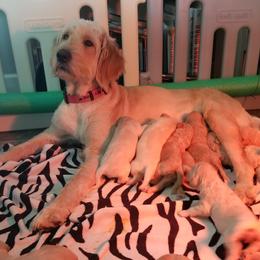 Goldendoodle Puppies from Masondixondoodles