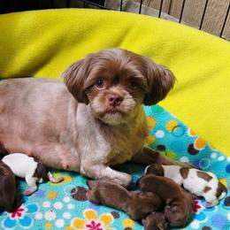Ruby - Shih Tzu