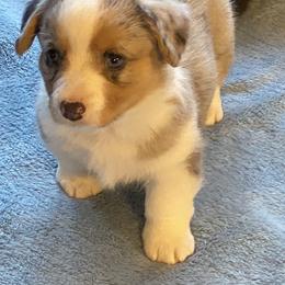 Girl 4 - female Cardigan Welsh Corgi puppy in Brookings, Oregon from Dragonfly Cardigans