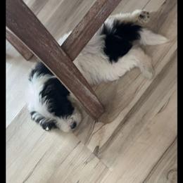 Boy 2 - Black male Goldendoodle puppy in Pleasant Hill, Iowa from Courtney Nicole's Mal Shihs & Goldendoodles