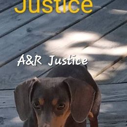 Justice - Dachshund