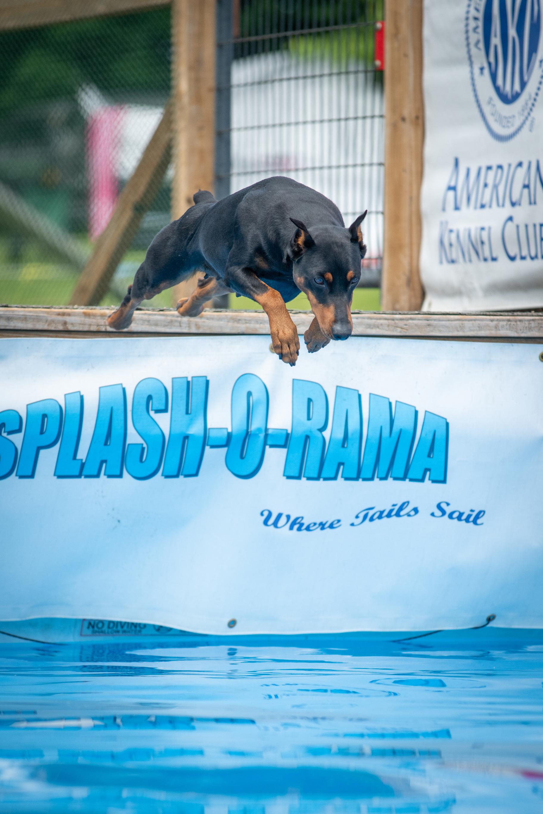 Iron Heart Kennels in New York German Pinscher puppies Good Dog