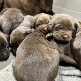 Dilute Retriever and Labrador Retriever Puppies from CKB Labradors