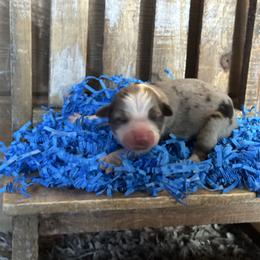BMM2 - Blue merle male Miniature Australian Shepherd puppy in Lexington, Nebraska from Osborne's Aussies
