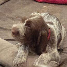 Gordon Setter and Spinone Italiano Puppies from Spinsetters