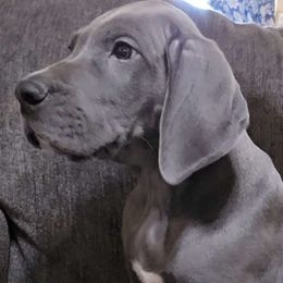 Shadow - Great Dane puppy from Miner's Dynamic Danes