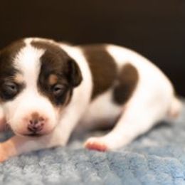 Rat Terriers from Rat Terriers of San Diego