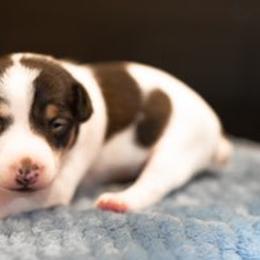 Rat Terriers from Rat Terriers of San Diego
