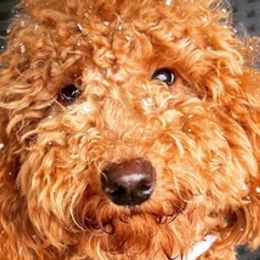 Goldendoodles from Santa Clarita Doodles