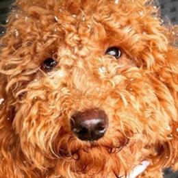 Goldendoodles from Santa Clarita Doodles