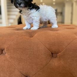 Goldendoodle Puppies from Lady Paws Puppies