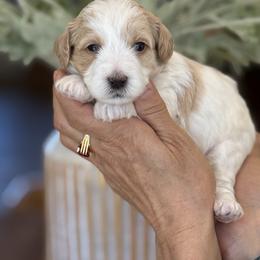 Betty - Parti female Goldendoodle puppy in Yuciapa, California from AlltheDoodlez_