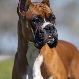 Boxers from Olvera’s Boxers
