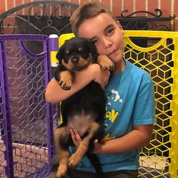 Rottweiler Puppies from Central Valley Rottweilers