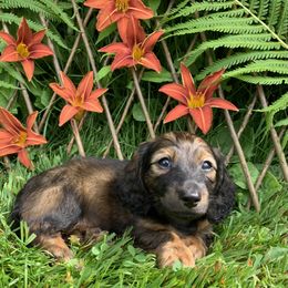 Dachshund Puppies from Hidden Haven Dachshunds