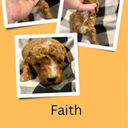 Faith - Red  female Goldendoodle puppy in Bluefield, Virginia from Love on a Leash