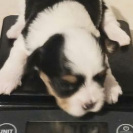 Biewer Terriers and Yorkshire Terriers from Cynthia's Biewer Puppies