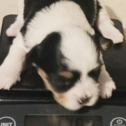 Biewer Terriers and Yorkshire Terriers from Cynthia's Biewer Puppies