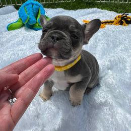 Girl 3 - female French Bulldog puppy in Westerly, Rhode Island from Starkhaus Rottweilers & Frenchies