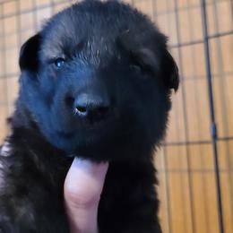 German Shepherd and Siberian Husky Puppies from Sstar