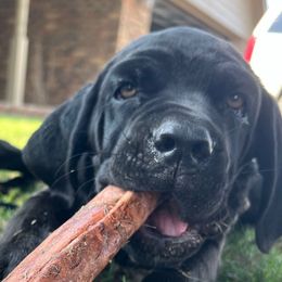 Ariel - AKC - Black female Cane Corso puppy in Denton, Texas from Raising Kane Corso’s