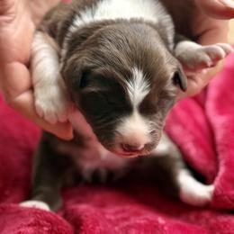 Red-White girl 1 - White and red female Border Collie puppy in East Ellijay, Georgia from Nine Peaks Border Collies