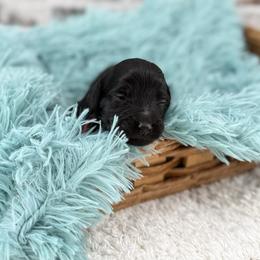 Vecna - Black male Goldendoodle puppy in Taylor, Michigan from Mi Best Doodle Ever, LLC