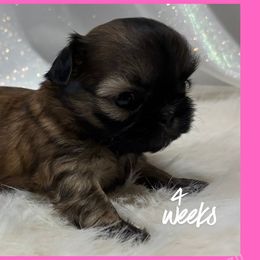 Bridget - Gold female Shih Tzu puppy in Hayden, Idaho from Phoenix Shih Tzu