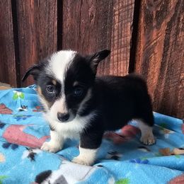 Carla - Black and tan female Pembroke Welsh Corgi puppy in Castle Rock, Washington from Heckman Corgis