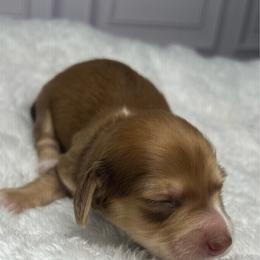 Pink - Red female Dachshund puppy in Miami, Florida from Maitime Dachshund