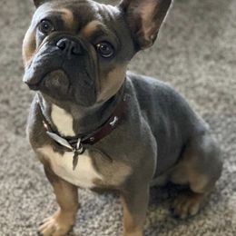 French Bulldogs from Adorable Frenchies
