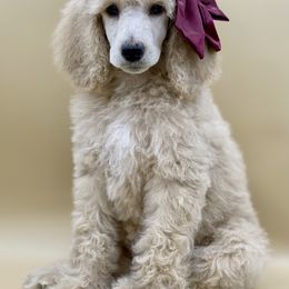 Bernedoodle, Goldendoodle, and Poodle Puppies from Central Valley Canine Companions