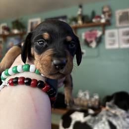 Paulie - Black and tan male Dachshund puppy in Jacksonville, North Carolina from Lizzie’s Doxies