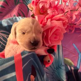 Girl 4 (Argus) (mint collar) - Light golden female Golden Retriever puppy in Hubbard, Ohio from Whickering Pines Golden Retrievers