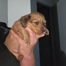 G1 - Cream female Dachshund puppy in Lansing, Michigan from Black Thunder 517 Dachshunds and frenchies